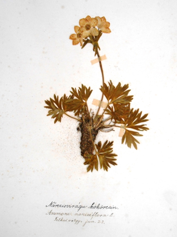 anemone narcissiflora