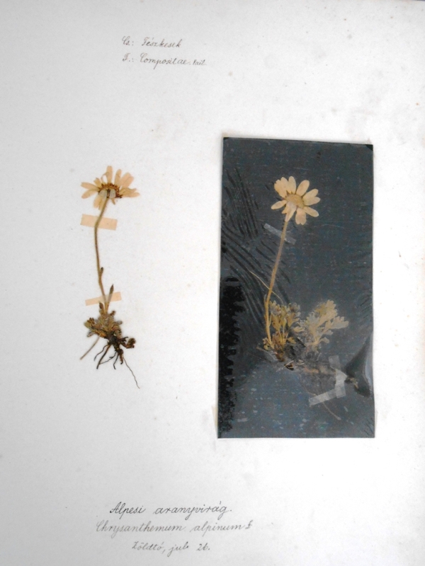 chrysanthemum alpinum