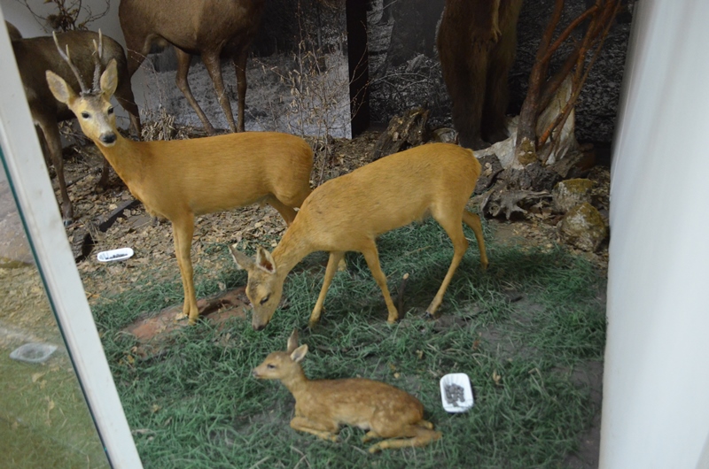 nedajme si spapat zbierky